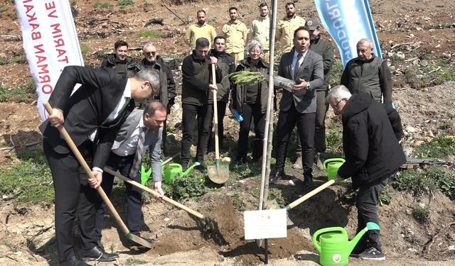 Bursa'da yanan ormanlar 8 ayda ilmek ilmek işlendi, bölge yeniden can buldu