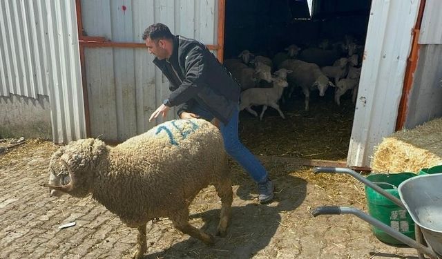1 milyon liraya aldığı koçun yavrularına talep yağıyor
