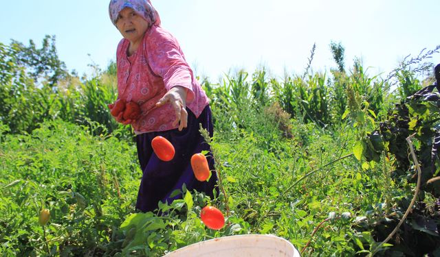Karacabey'de salçalık domates ekiminde "serbest"in fazla olması bekleniyor