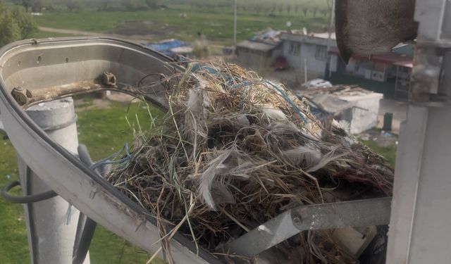 Sokak lambaları kuşlara yuva oldu