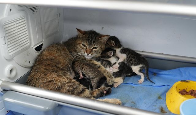 Süt anne kedi, 3 kediyi de sahiplendi