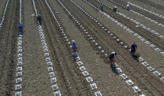 Karacabey Ovası’nda En Zor Mesai: Turfanda Karpuz Dikimi İşçileri Zorluyor