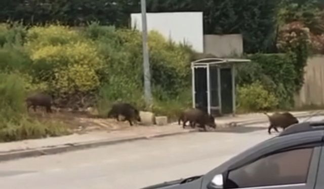 Bursa’da Aç Kalan Domuz Sürüsü Şehir Merkezine İndi