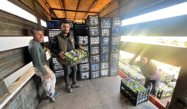 İlk hasat başladı... Kilosu 25 lira