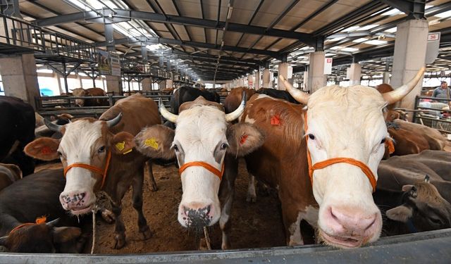 Osmangazi’de kurban satış ve kesim alanları hizmete hazır