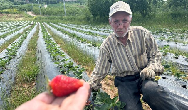 Bursa'da çilek hasadı başlıyor; üretici 100 lira fiyat bekliyor