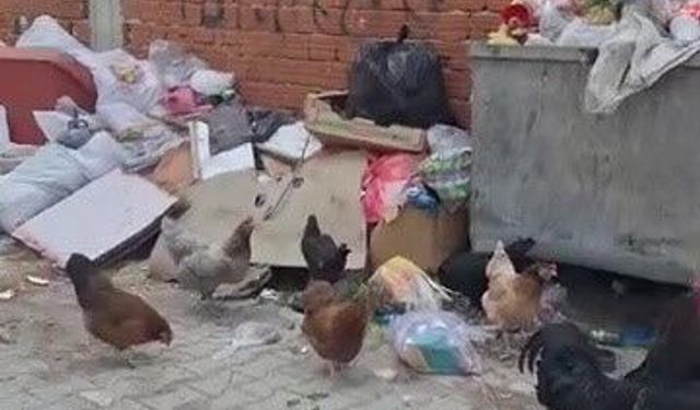 2 haftadır alınmayan çöpler tepki çekti