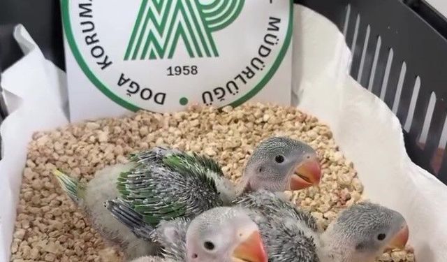 Bursa'da yasa dışı ticarete konu edilen 3 İskender papağanı yavrusu kurtarıldı