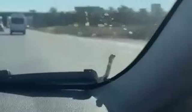 Bursa'da seyir halindeki araçta yılan paniği