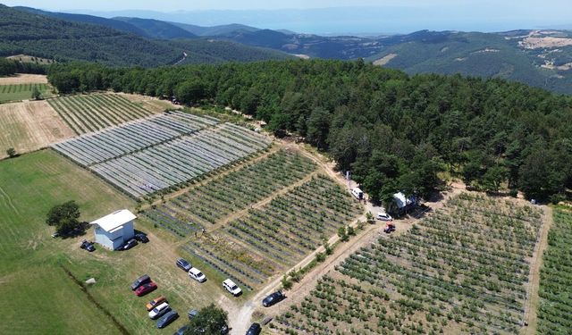 Bursa'da organik tarıma maviyemiş desteği