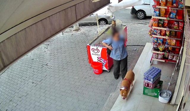 Pitbull saldırısında, 5 çocuk annesi kadının parmağı koptu