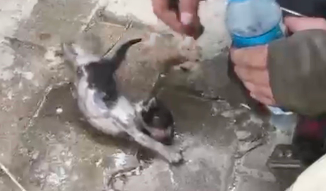Yangında su ve oksijen verilen yavru kedi hayata döndürüldü
