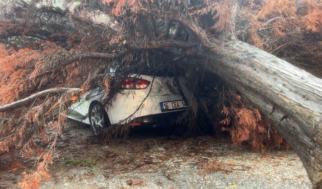Bursa’da sağanak yağış ağacı devirdi, otomobilin üzerine düştü