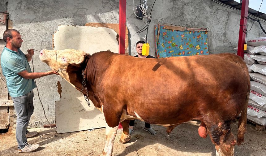1 ton 200 kiloluk kurbanlık, araba fiyatına alıcısını bekliyor