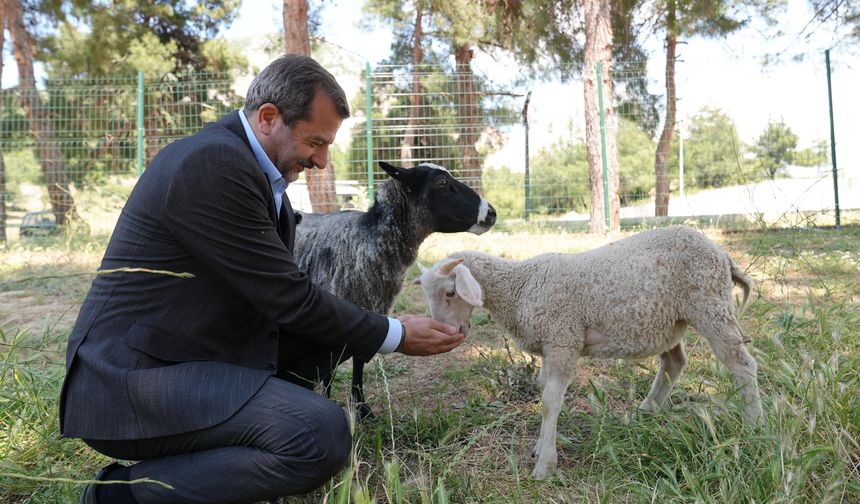Gürsu'ya butik hayvanat bahçesi