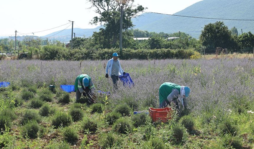 Nilüfer’de lavanta hasadı başladı