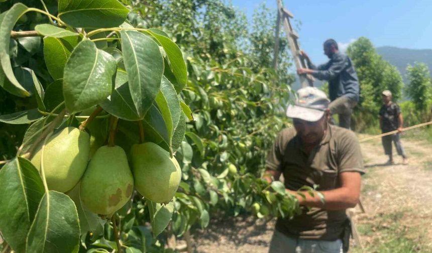 Bursa’da tonlarca meyveyi koparıp yere atıyorlar