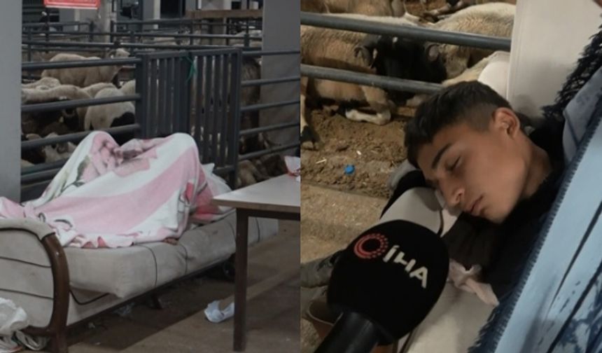 Kurbanlık nöbetinde koyun koyuna uyuyorlar
