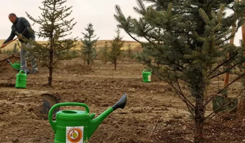 Bursa'da havai fişek atanlara ders gibi ceza: Ağaç dikecekler