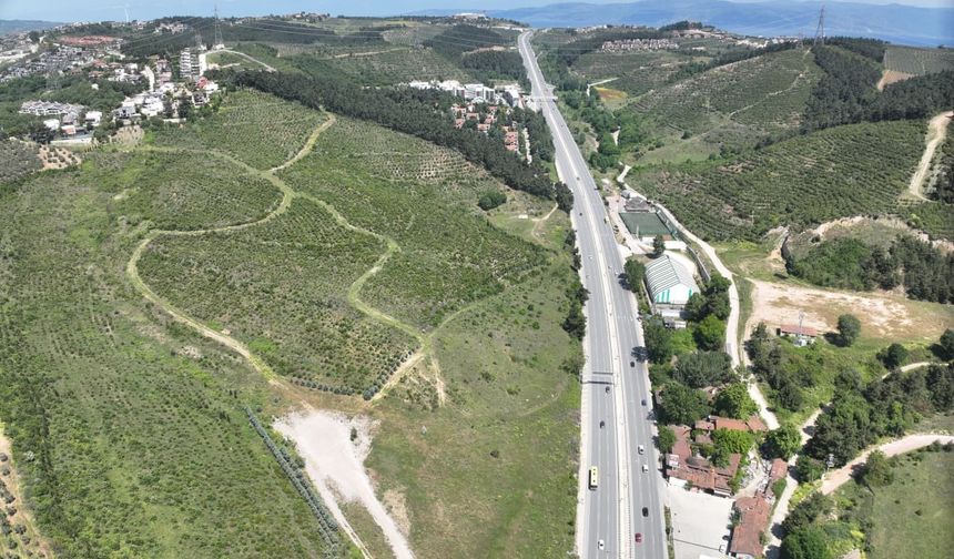 Bursa'da yanan alanlar hızla yeşillendirilecek