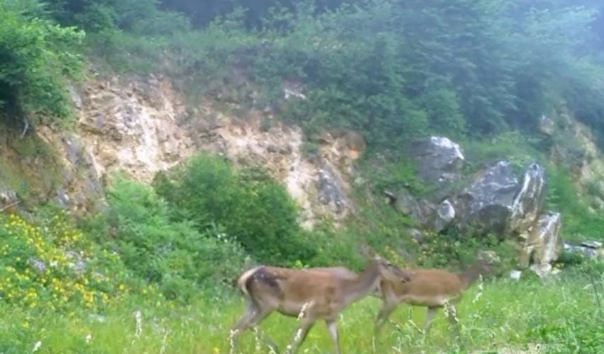Bursa'da kızıl geyikler fotokapanda görüntülendi