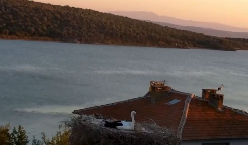 Yaren leylek depremi önceden hissetti