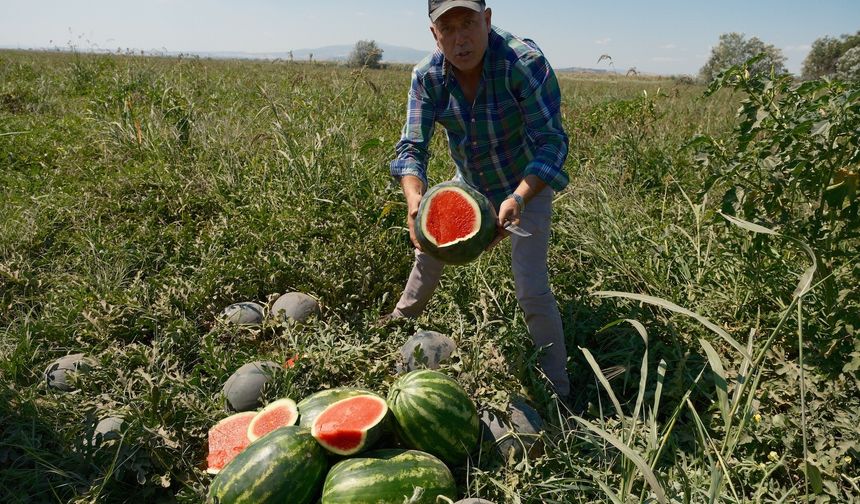 Sözleşmeli ekti 3 bin 500 ton karpuzu tarlada kaldı