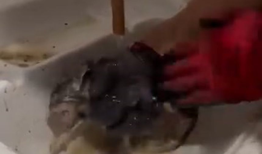 Yaramaz kedi, kaza kaza kendini toprağa gömdü