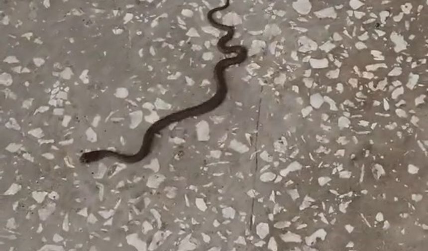 Bursa'da okul koridorunda yılan paniği