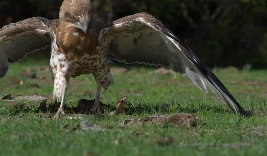 Bursa'da yılanı yakalayan kartal böyle gövde gösterisi yaptı