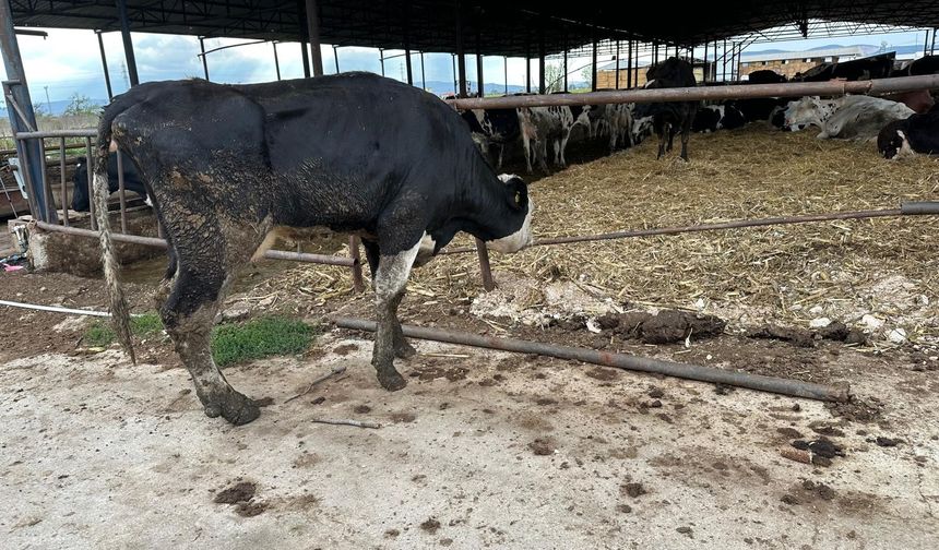 Şapa karşı en radikal korumayı açıkladı