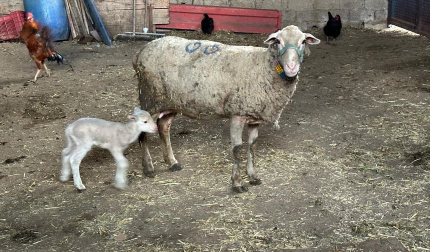 Şapa karşı 'hayvanlara küflü domates yedirmeyin, idrar içirmeyin' uyarısı