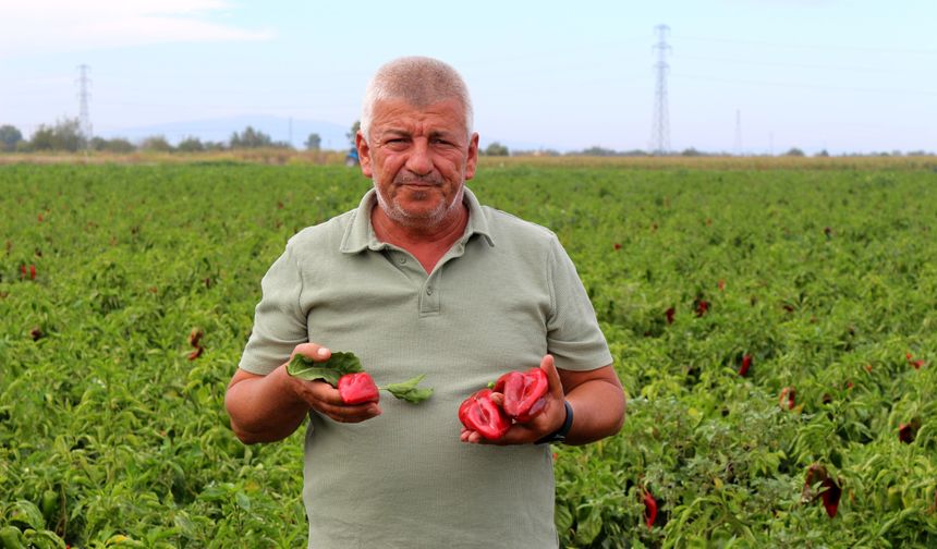 Çiftçilerden çağrı: "Üretim maliyetleri baskılanamaz hale geldi"