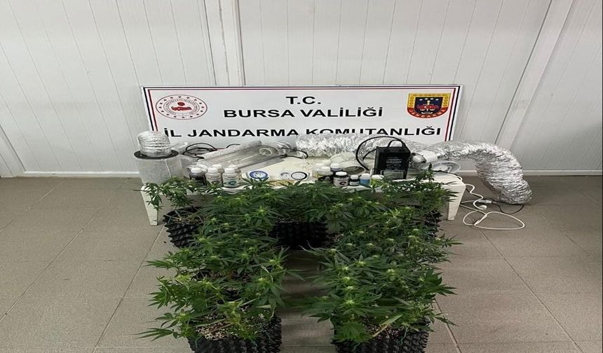 İnegöl'de uyuşturucu operasyonu: Evde esrar üretim düzeneği ele geçirildi