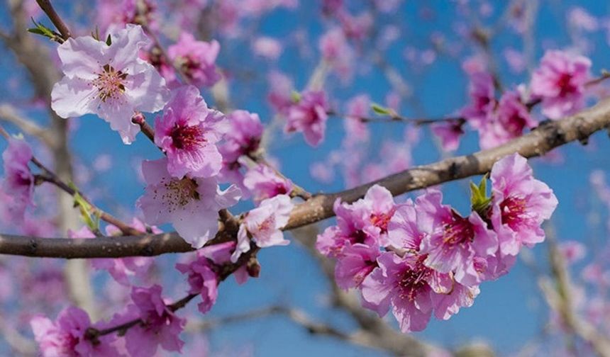 Cemre havaya düştü: baharın ilk habercisi geldi