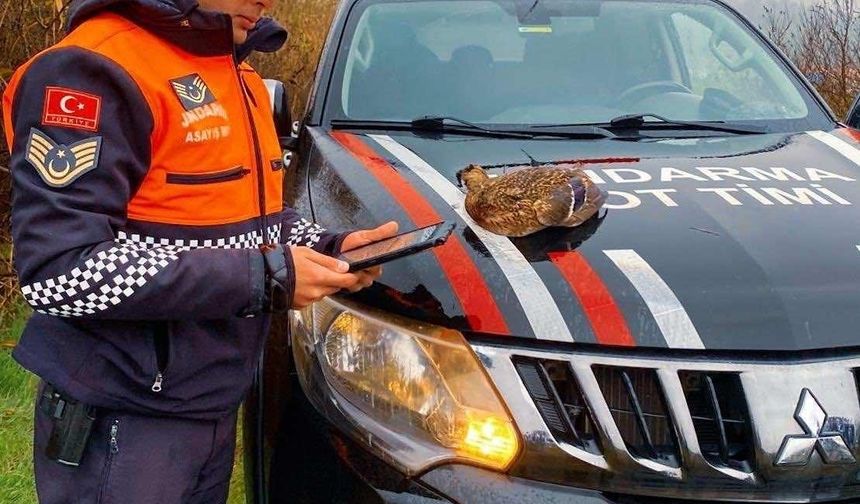 Uluabat Gölü'nde usulsüz avlananlara 431 bin TL ceza