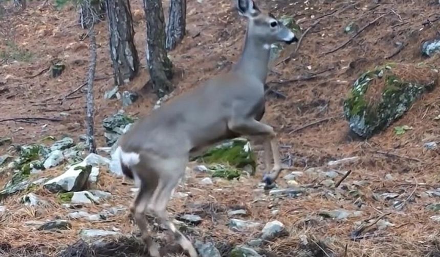 Uludağ’ın Zengin Doğası Objektifte