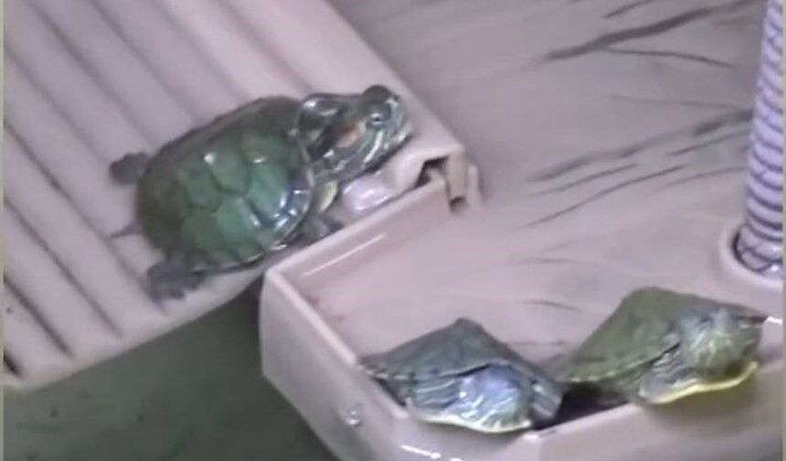 Bursa'da kaplumbağa operasyonu