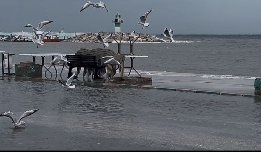 Birazdan Balıklar Gelir” Dedi, Kuşlar Sahilde Avlandı