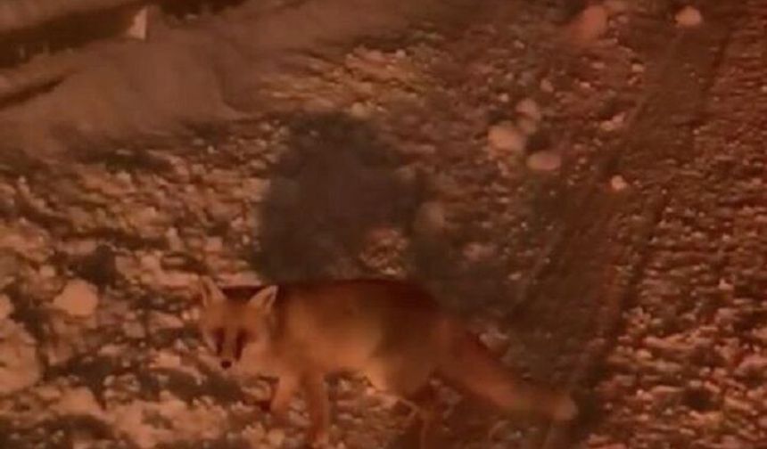 Uludağ yolunda sürücüleri şaşırtan an: Tilki ortaya çıktı