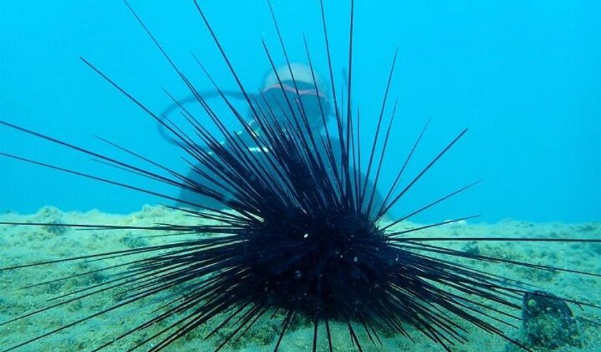 Marmara Denizi’nde denizkestanesi avcılığına tepki