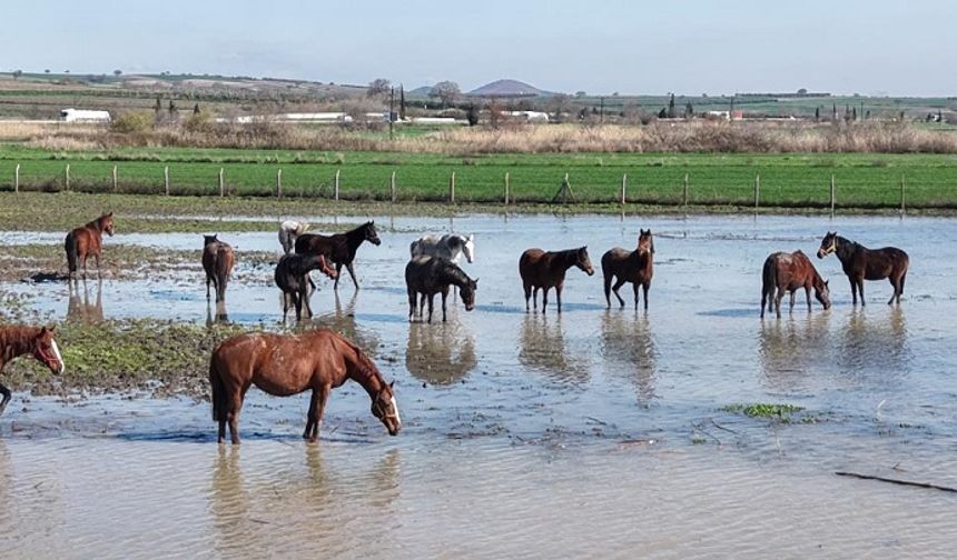 Uluabat Gölü taştı, milyonluk yarış atlarının tavlaları sular altında kaldı