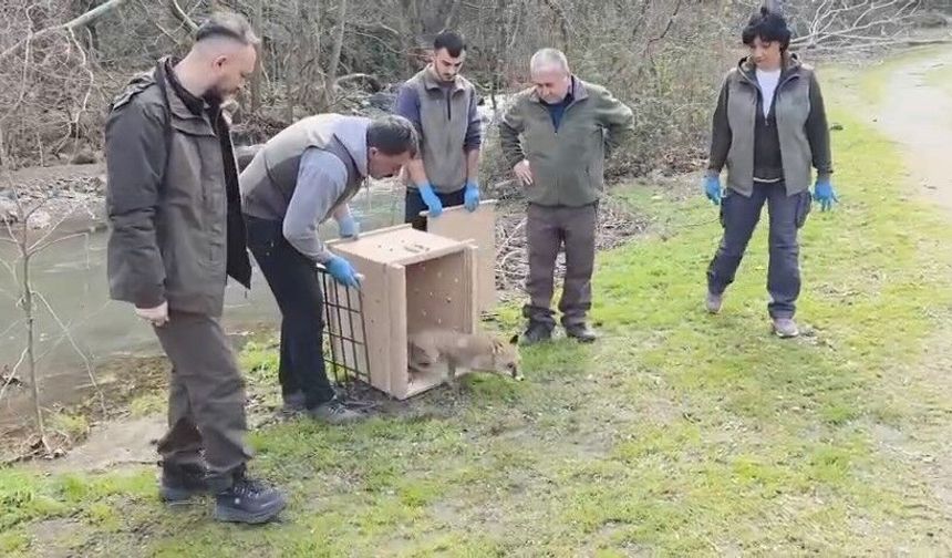 Karacabey Longozları’nda Yaban Hayatı Yeniden Özgür