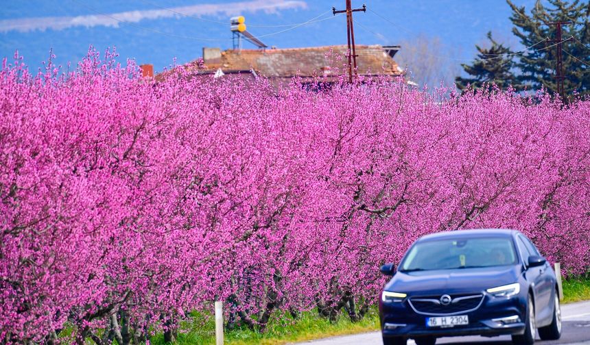 Bursa İznik Ovası’nda Şeftali Bahçeleri Baharı Getirdi
