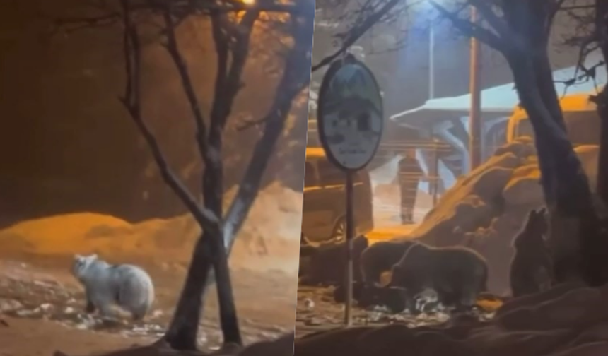 Uludağ'da kış uykusundan uyanan ayı ailesi yemek için Sarıalan'a indi