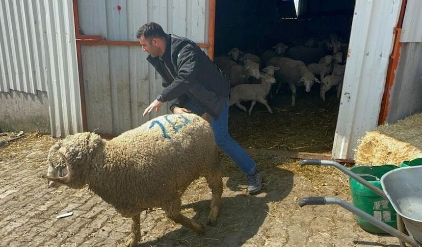 1 milyon liraya aldığı koçun yavrularına talep yağıyor