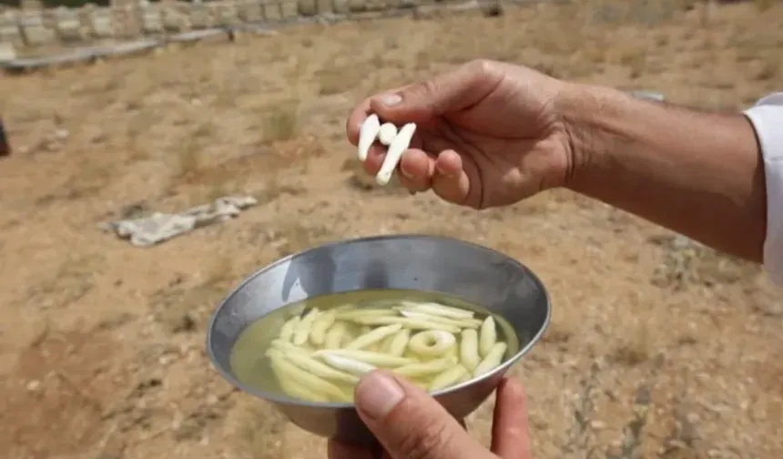 Doğada buluyorlar 1 günde asgari ücretin 2 katı gelir kazanıyorlar