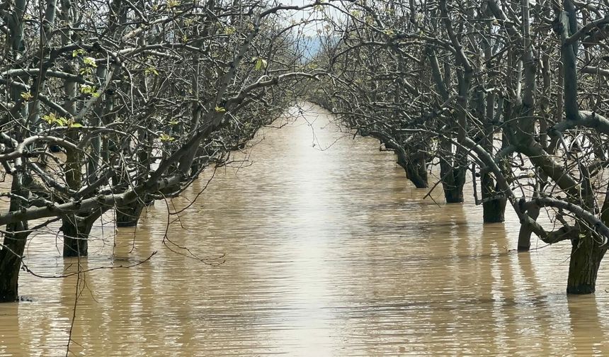 Bursa'da yüzlerce dönüm şeftali ve armut bahçesi su altında