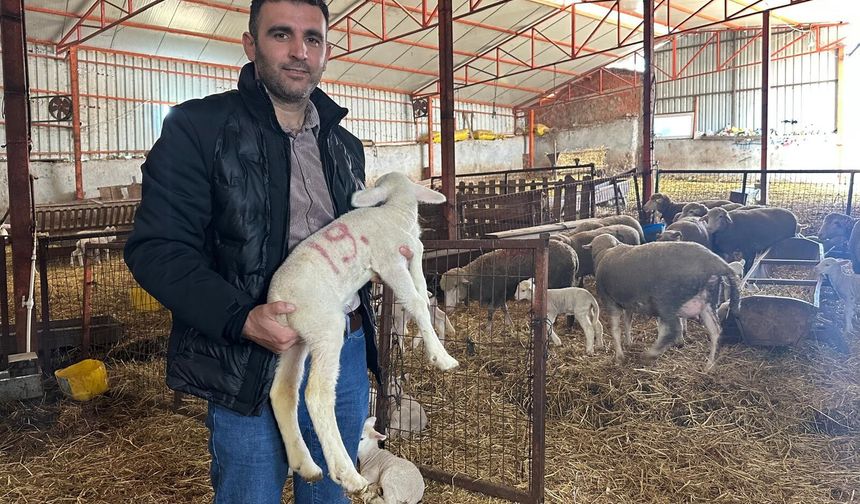 57 yıldır safkan damızlık Karacabey merinosu yetiştiriyorlar, birçok sürüde imzaları var