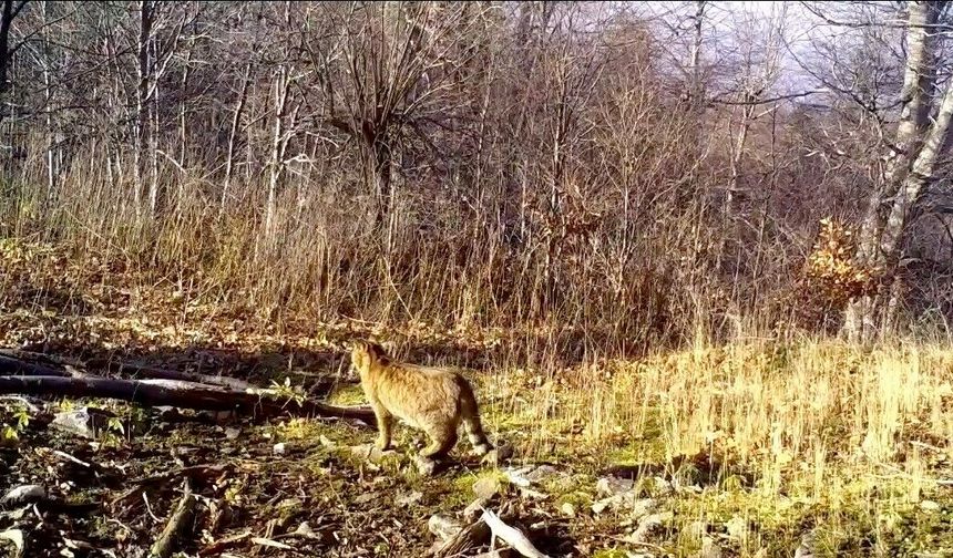 Ormanın gizemli sakini yaban kedisi görüntülendi